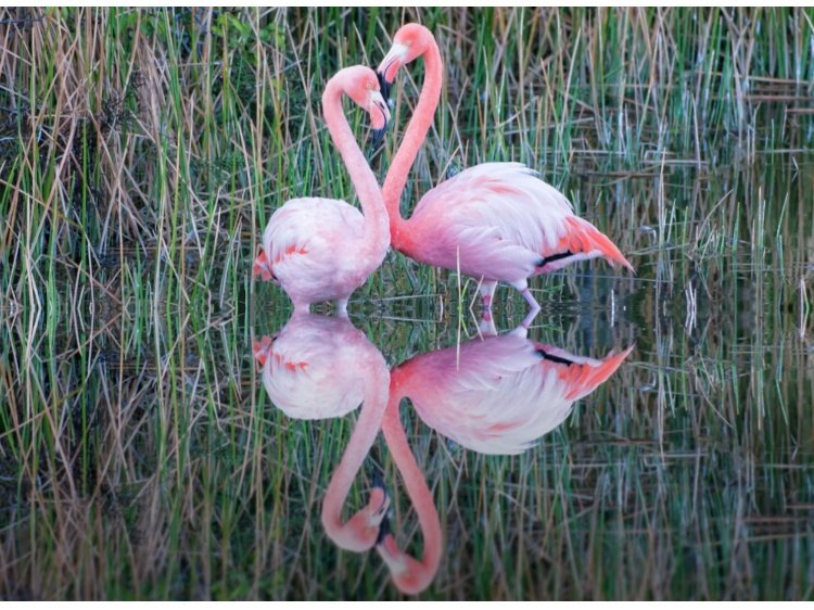 Insel Isabela Flamingos-Isabela-Galápagos (1)
